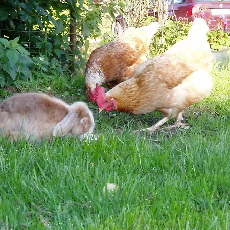 Hof Voege Pensjonat 4*